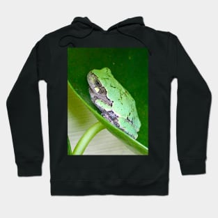 Tree Frog Love Hoodie